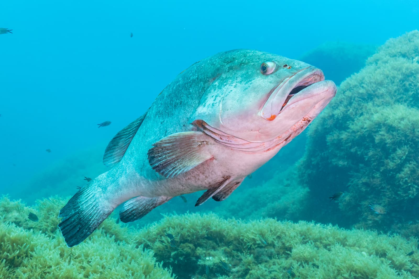 A dusky grouper on a reef in the Cabo de Palos marine reserve