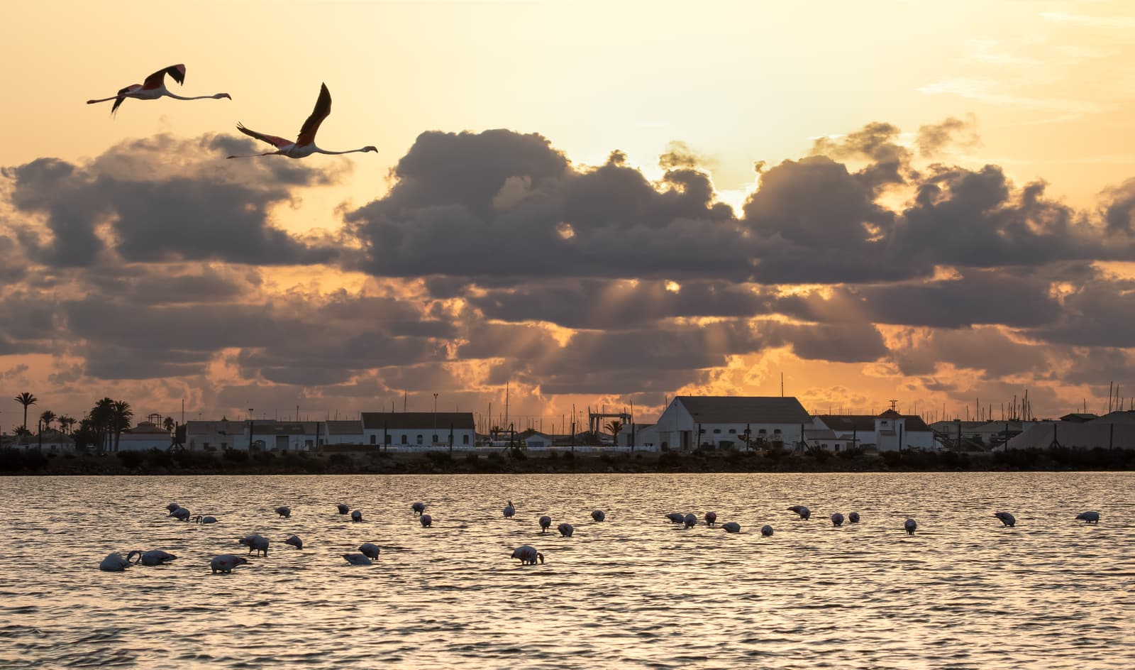 Flamingos in the salt pans of San Pedro del Pinatar