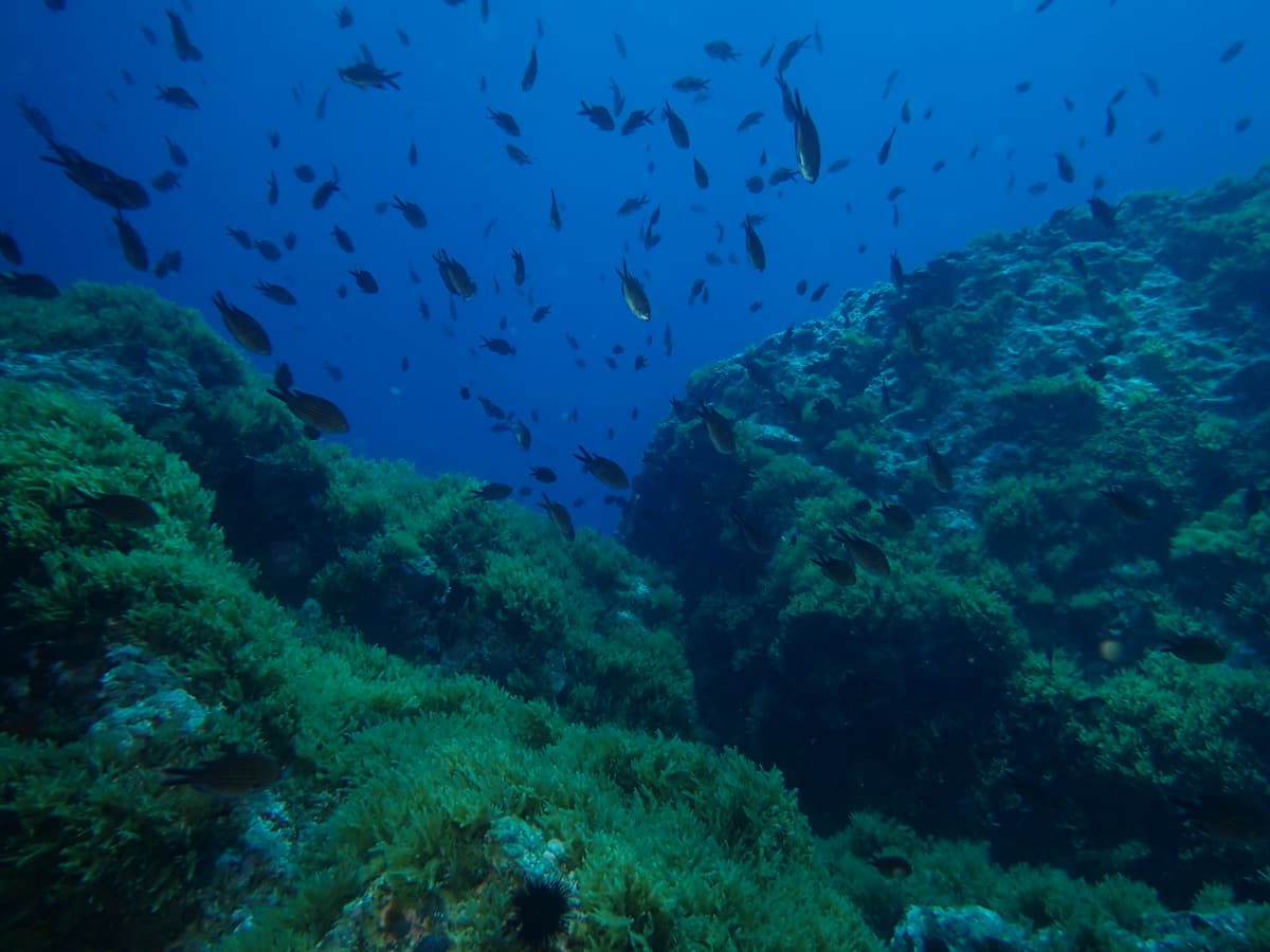 Rocky reef and fish in the waters off the Islas Hormigas