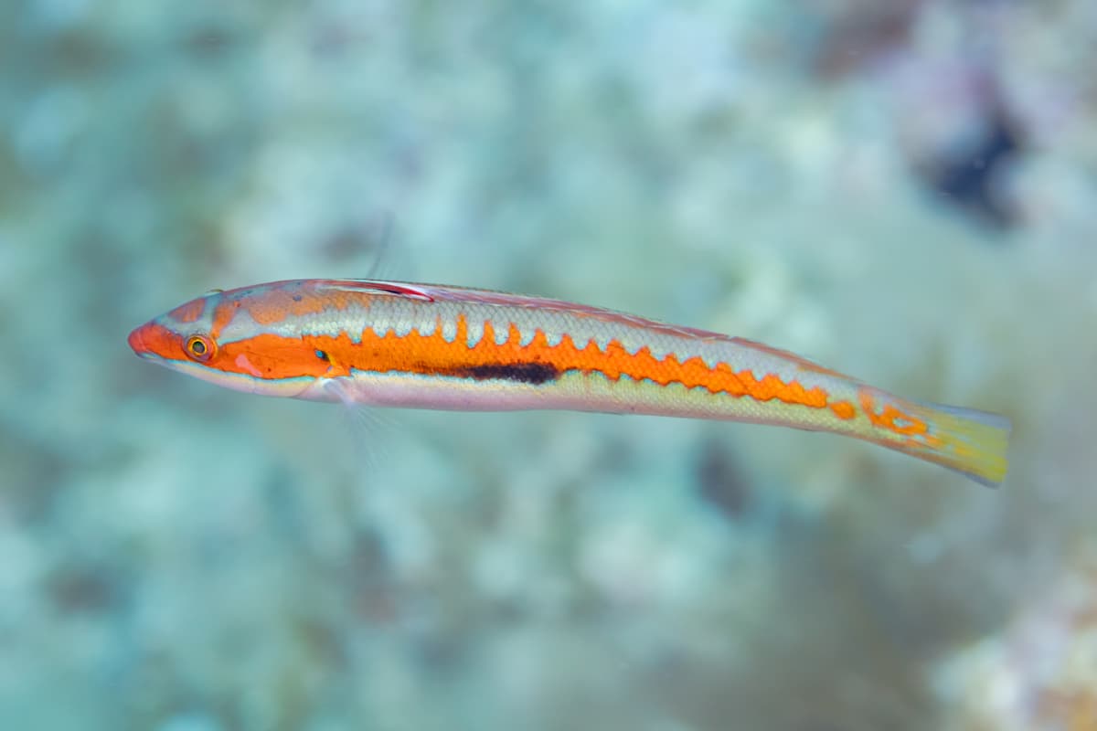 A Mediterranean rainbow wrasse over the rocks at Cabo de Palos